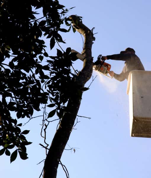 This is a photo of an arborist up a cherry picker, carrying out tree pruning. Photo taken by Felixstowe Tree Surgeons.