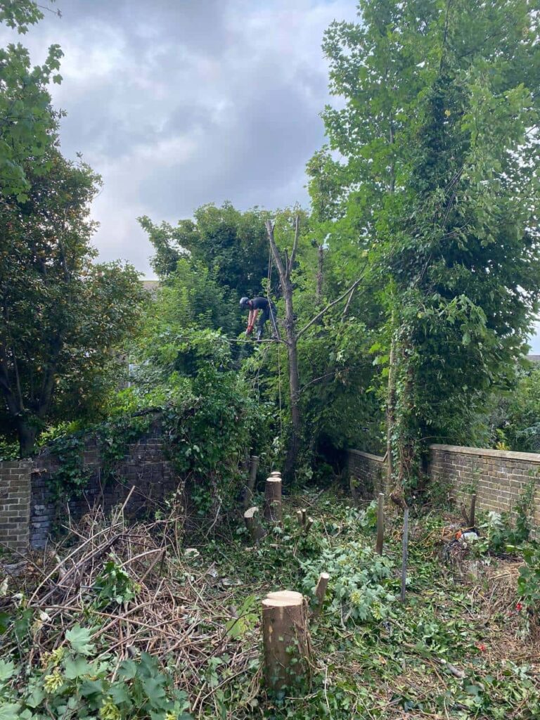 This is a photo of an overgrown garden, where the trees are being felled. Four large trees have already been felled, and there is a tree surgeon standing on the final one, about to cut it down. Photo taken by Felixstowe Tree Surgeons.