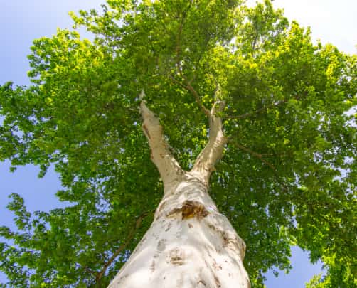 This is a photo of a tree that has just received crown reduction. The photo is taken from the tree base looking up at the crown. Photo taken by Felixstowe Tree Surgeons.