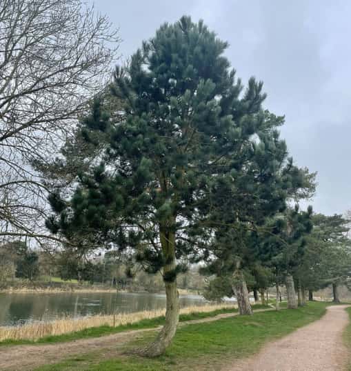 This is a photo of a well groomed tree located in a park, there is a path to the right hand side, and a lake to the left hand side. Photo taken by Felixstowe Tree Surgeons.