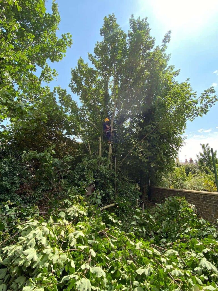 This is a photo of an overgrown garden, where the trees are being felled. There is a tree surgeon standing on the tree cutting the branches off, and there are lots of branches below him that have already been felled. Photo taken by Felixstowe Tree Surgeons.