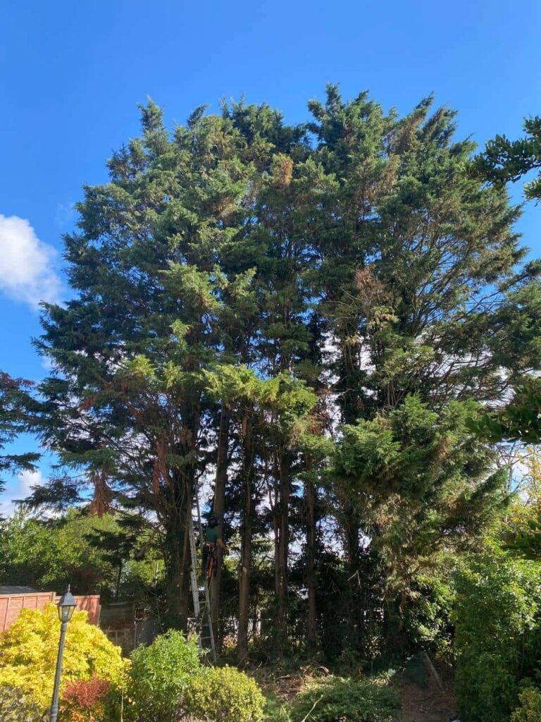 This is a photo of a garden with eight massive trees at the end of the garden. The tree surgeon is just starting work, and is carrying out a mixture of tree pruning, and crown reduction. Photo taken by Felixstowe Tree Surgeons.