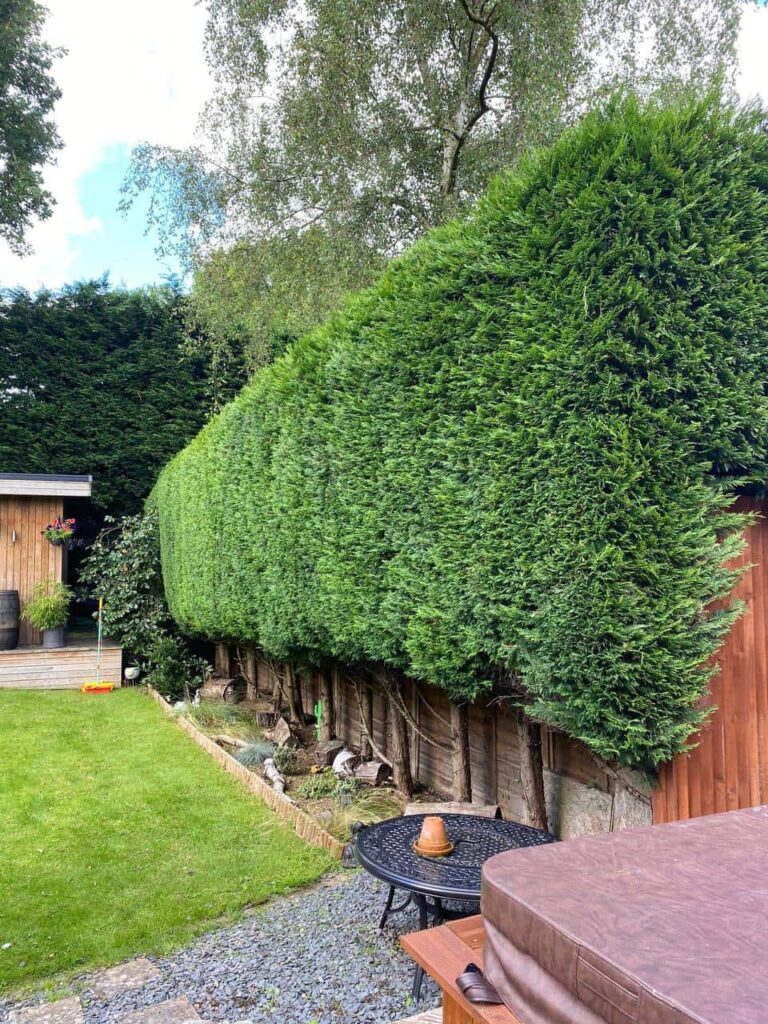 This is a photo of a hedge that has just been trimmed in a garden. The hedge is about 10 Metres long and runs along the right hand side along the garden iteslf. Photo taken by Felixstowe Tree Surgeons.