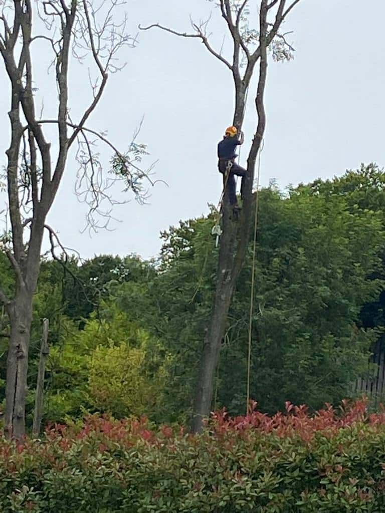 This is a photo of a professional tree surgeon who has climbed a tree, and is removing limbs from it. He is removing the tree completely in sections. Photo taken by Felixstowe Tree Surgeons.