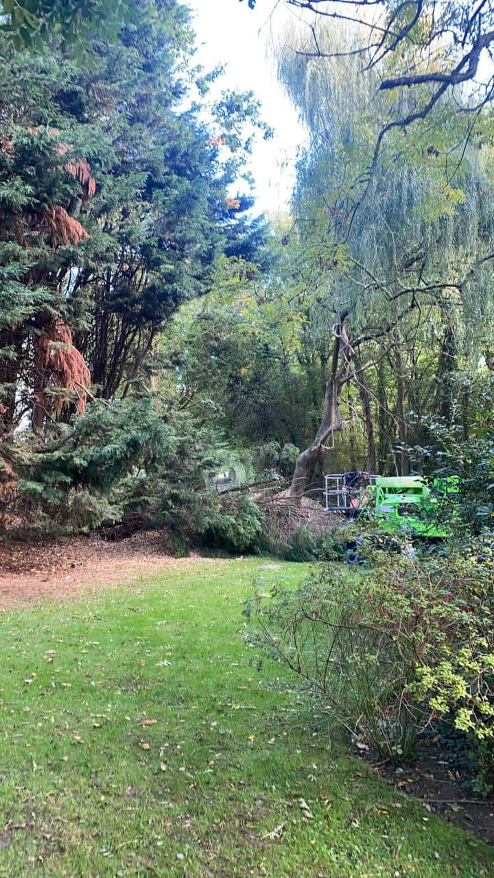 This is a photo of an overgrown garden, with many large trees at the end of it which are being felled. There is a cherry picker in the photo which is being used to gain access. Photo taken by Felixstowe Tree Surgeons.