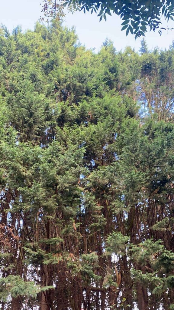 This is a photo of an overgrown garden, with many large trees at the end of it which are being felled. Photo taken by Felixstowe Tree Surgeons.