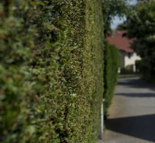 This is a photo of hedge cutting running along the front of a house and the road is also visible. Photo taken by Felixstowe Tree Surgeons.